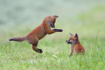 Red fox (Vulpes vulpes) cubs playing, Vosges, France, May.