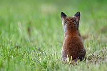 Red fox (Vulpes vulpes) cub sitting, rear view, Vosges, France, May.