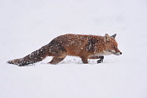 Red fox (Vulpes vulpes) red fox with a severed leg, Vosges, France, 2015