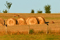 Red fox (Vulpes vulpes) juvenile leaping over hay bales, with another on ground, Vosges, France, July.