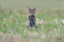 Wildcat (Felis silvestris) sitting in a meadow, Vosges, France, May.