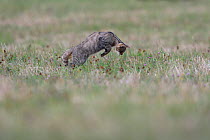Wildcat (Felis silvestris) hunting in a meadow, Vosges, France, May.