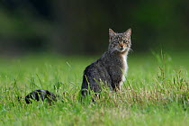Wildcat (Felis silvestris) sitting in a meadow, Vosges, France, May.