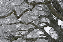 Frost on Elm (Ulmus) branches, Vosges, France, January.
