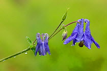 European columbine (Aquilegia vulgaris) flower, Vosges, France, June.