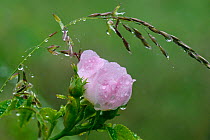 Dog rose (Rosa canina) flower covered in raindrops, Vosges, France, June.
