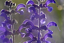 Sage flowers (Salvia pratensis) Vosges, France, May,