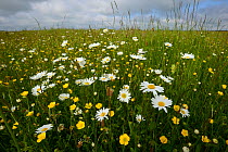 Ox-eye daisy (Leucanthemum vulgare) and Buttercups (Ranunculus acris) and Plantain (Plantago) Vosges, France, May.