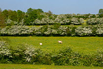 Hawthorn trees (Crataegus monogyna) in flower in field with cattle, Vosges, France, May.