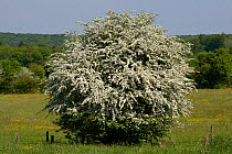 Hawthorn (Crataegus monogyna) flowers, Vosges, France, May.