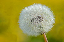 Dandelion (Taraxacum officinale) seedhead covered in dew in morning, Vosges, France, April.