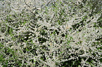 Blackthorn / Sloe (Prunus spinosa) in flower, Vosges, France, April.