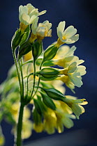 Oxlip (Primula elatior) flowers, Vosges, France, April.