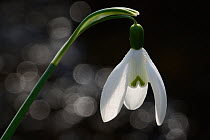 Snowdrop (Galanthus nivalis) flower, with bokeh, Vosges, France, March.