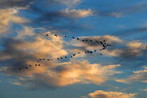 Common crane (Grus grus) flock in flight, silhouetted at sunset, Allier River, France, December.