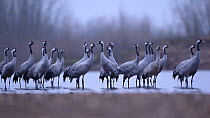 Common crane (Grus grus) flock standing in the Allier river, Auvergne, France, December.