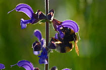 Bumblebee (Bombus sp) foraging at sage flower, Vosges, France, May.