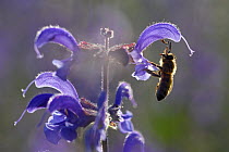 Bee (Apis), foraging on sage flower, Vosges, France, May.