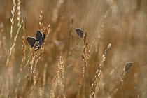 Group of Silver studded blues  (Plebejus argus) on grass, Lozere, France, July.