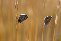 Silver studded blue butterflies (Plebejus argus) male female pair, Lozere, France, July