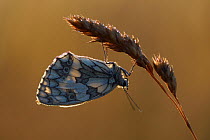 Marbled white butterfly (Melanargia galathea) resting upside down on grass at sunset, Lozere, France, July.