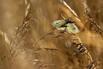 Small white butterfly (Pieris rapae) landing on grass, Vosges, France, July.