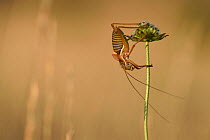 Bush cricket (Ephippiger ephipigger) on plant stem, Lozere, France, July.