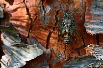 Cicada (Tibicen haematodes) on tree trunk, Aude, France, July.