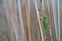 Great green bush-cricket (Tettigonia viridissima) Vosges, France, July.