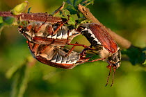 Cockchafer (Melolontha melolontha) males attempting to mate with female,  Vosges, France, May.