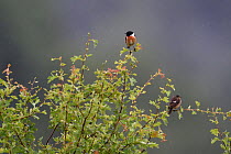 European stonechats (Saxicola rubicola) pair perched in tree in the rain. Vosges, France, June.