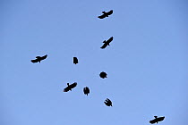 Red-billed chough, (Pyrrhocorax pyrrhocorax) flock in flight, Gorges du Tarn, France, March.