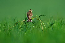 Skylark (Alauda arvensis) in grass, Vosges, France, May.
