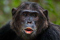 Eastern chimpanzee (Pan troglodytes schweinfurtheii) alpha male 'Ferdinand' aged 19 years calling - portrait. Gombe National Park, Tanzania.