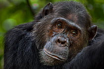 Eastern chimpanzee (Pan troglodytes schweinfurtheii) male 'Faustino' aged 22 years portrait. Gombe National Park, Tanzania.