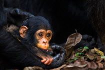 Eastern chimpanzee (Pan troglodytes schweinfurtheii) infant male 'Fifty' aged 1 year holding his mother's hand. Gombe National Park, Tanzania.