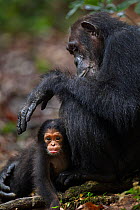 Eastern chimpanzee (Pan troglodytes schweinfurtheii) female 'Gremlin' aged 40 years holding her granddaughter aged 2 months. Gombe National Park, Tanzania. Gremlin took the new born baby from her daug...