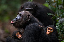 Eastern chimpanzee (Pan troglodytes schweinfurtheii) female 'Gremlin' aged 40 years calling while holding her baby granddaughter aged 2 months and her own infant son aged 2 years. Gombe National Park,...