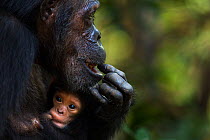 Eastern chimpanzee (Pan troglodytes schweinfurtheii) female 'Gremlin' aged 40 years, holding her granddaughter, age 2 months. Gombe National Park, Tanzania. Gremlin took the new born baby from her dau...