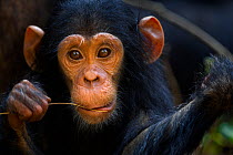 Eastern chimpanzee (Pan troglodytes schweinfurtheii) infant male 'Google' aged 2 years, portrait. Gombe National Park, Tanzania.