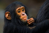 Eastern chimpanzee (Pan troglodytes schweinfurtheii) infant male 'Gizmo' aged 2 years, portrait. Gombe National Park, Tanzania.