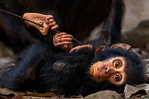 Eastern chimpanzee (Pan troglodytes schweinfurtheii) infant male 'Gizmo' aged 2 years lying on the forest floor. Gombe National Park, Tanzania.