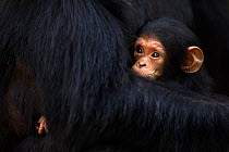 Eastern chimpanzee (Pan troglodytes schweinfurtheii) female 'Gremlin' aged 40 years holding female baby aged 2, her granddaughter. Gombe National Park, Tanzania. Gremlin took the new born baby from he...
