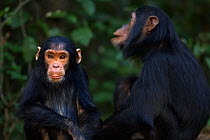 Eastern chimpanzee (Pan troglodytes schweinfurtheii) infant female 'Fadhila' aged 3 years sitting with her sister 'Familia' aged 7 years. Gombe National Park, Tanzania.