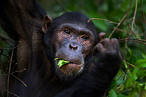 Eastern chimpanzee (Pan troglodytes schweinfurtheii) adolescent male 'Fudge' aged 14 years feeding on leaves. Gombe National Park, Tanzania.