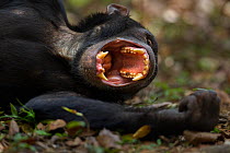 Eastern chimpanzee (Pan troglodytes schweinfurtheii) adolescent male 'Fudge' aged 14 years lying on the ground yawning. Gombe National Park, Tanzania.