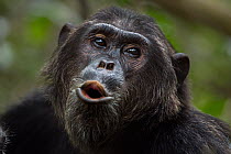 Eastern chimpanzee (Pan troglodytes schweinfurtheii) 'Alpha' male 'Ferdinand' aged 19 years calling - portrait. Gombe National Park, Tanzania.