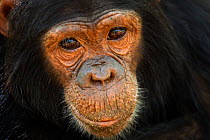 Eastern chimpanzee (Pan troglodytes schweinfurtheii) juvenile female 'Familia' aged 7 years portrait. Gombe National Park, Tanzania.
