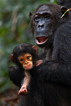 Eastern chimpanzee (Pan troglodytes schweinfurtheii) female 'Gremlin' aged 40 years holding her daughter 'Glitter's' first born daughter aged 2 months. Gombe National Park, Tanzania. Gremlin took the...