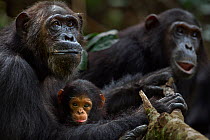 Eastern chimpanzee (Pan troglodytes schweinfurtheii) female 'Gremlin' aged 40 years holding her daughter 'Glitter's' baby daughter aged 2 months. With 'Glitter' aged 13 years watching something that h...